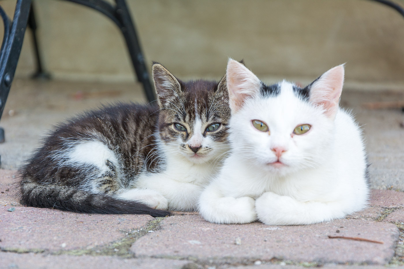 Welcher Bauernhof Nimmt Katzen Auf